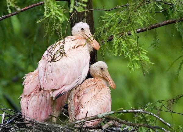 Louisiana Spoonbill chicks on their nest